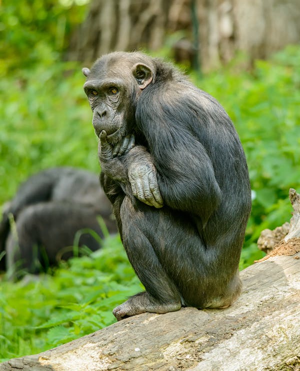 Belajar Berkomunikasi dari Bonobo, Primata Penakluk Hati Betina